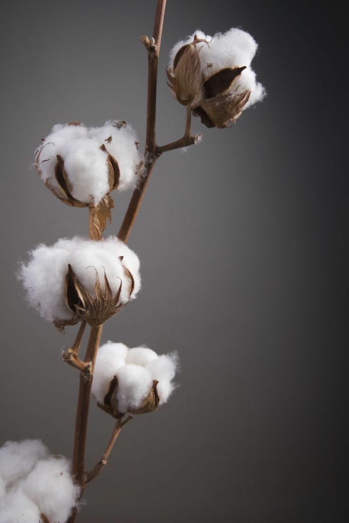 生态衣服棉有机健康生活方式