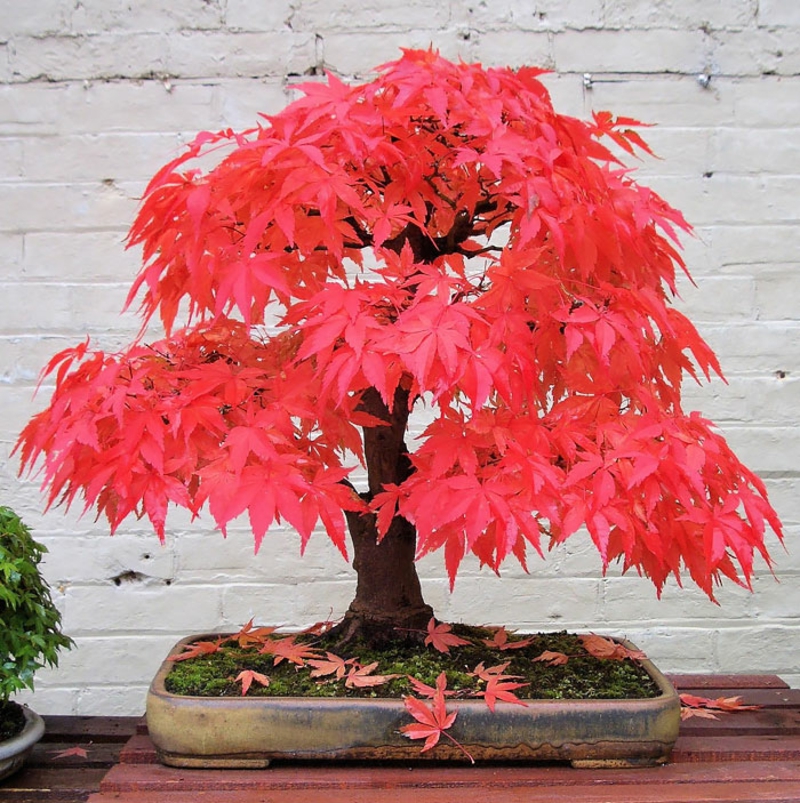 Maple bonsai tree buy bonsai species