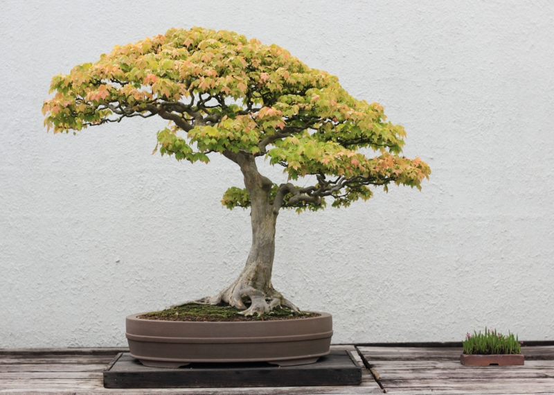 Maple bonsai care bonsai species gardening ideas
