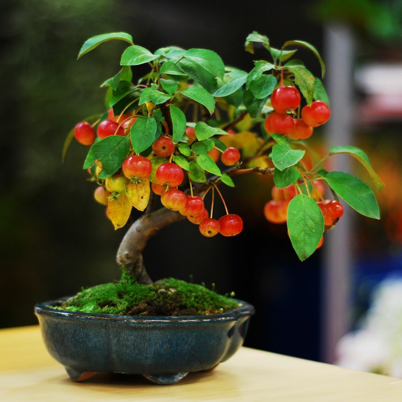 Apple bonsai buy bonsai care Far Eastern culture