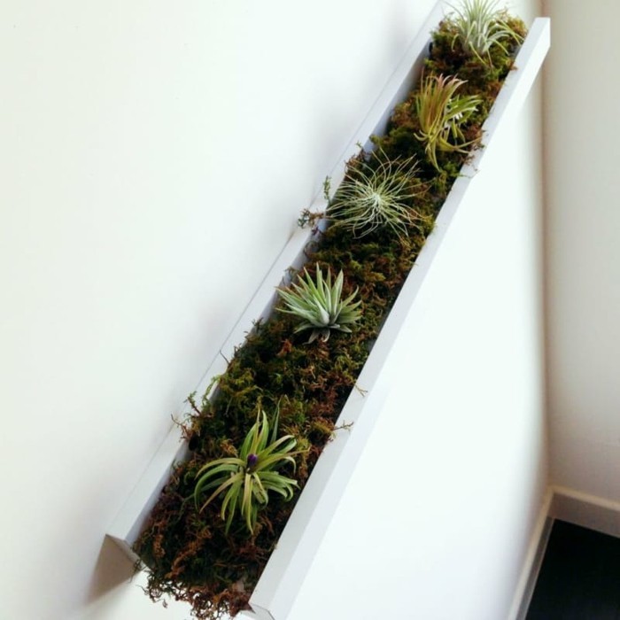 cadres photos bricolage idées plantes d'intérieur facile d'entretien succulentes
