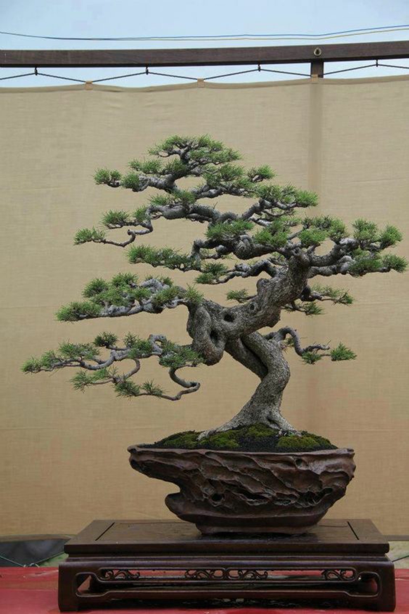 Bonsai tree buy Bonsai species breed and maintain