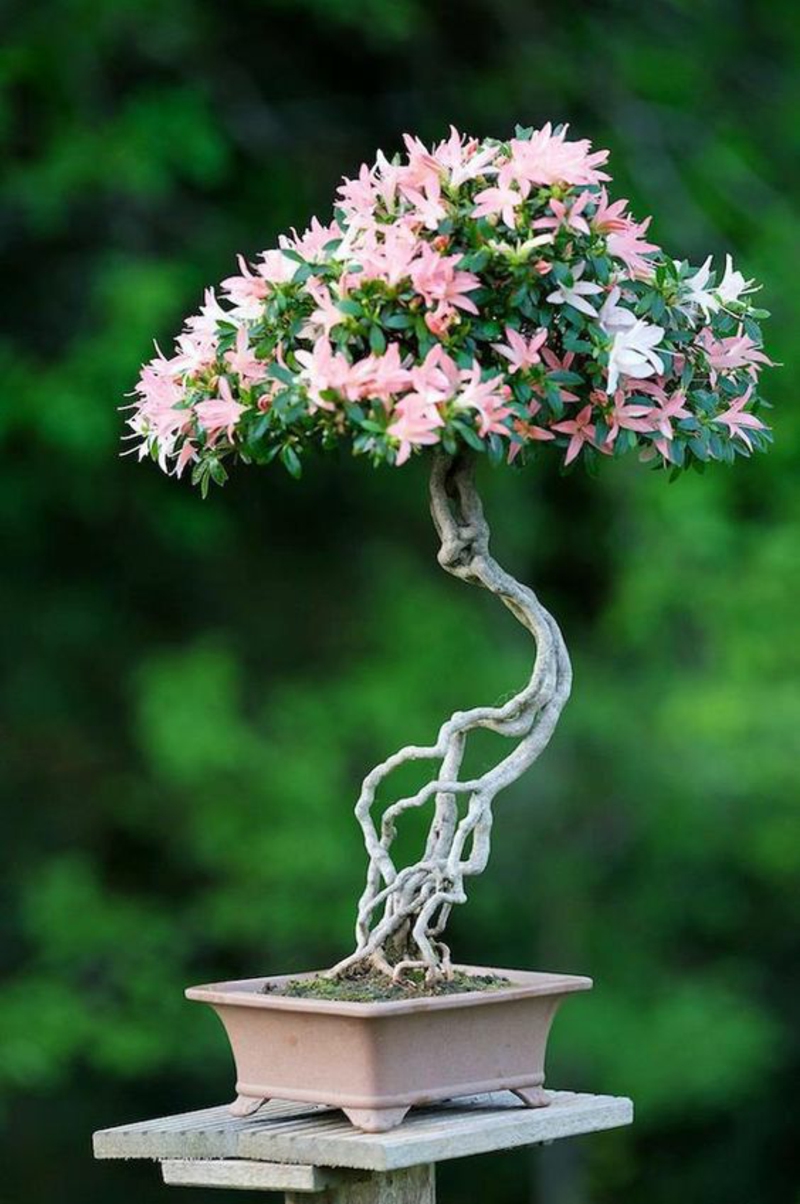 Bonsai tree buy bonsai care Far Eastern culture