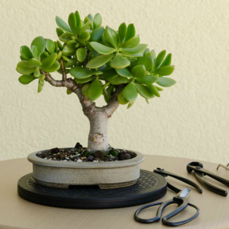 Buy bonsai tree Bonsai cut necessary tools