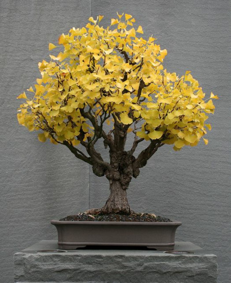 Buy bonsai tree Bonsai cut and maintain ginkgo biloba
