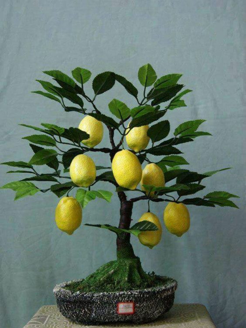 买盆景树，适当培植盆景树种迷你柠檬树