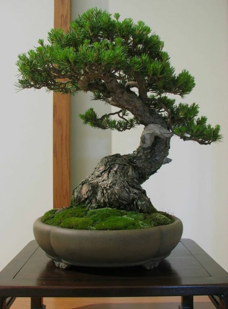 Buy bonsai tree and properly cultivate bonsai species shell