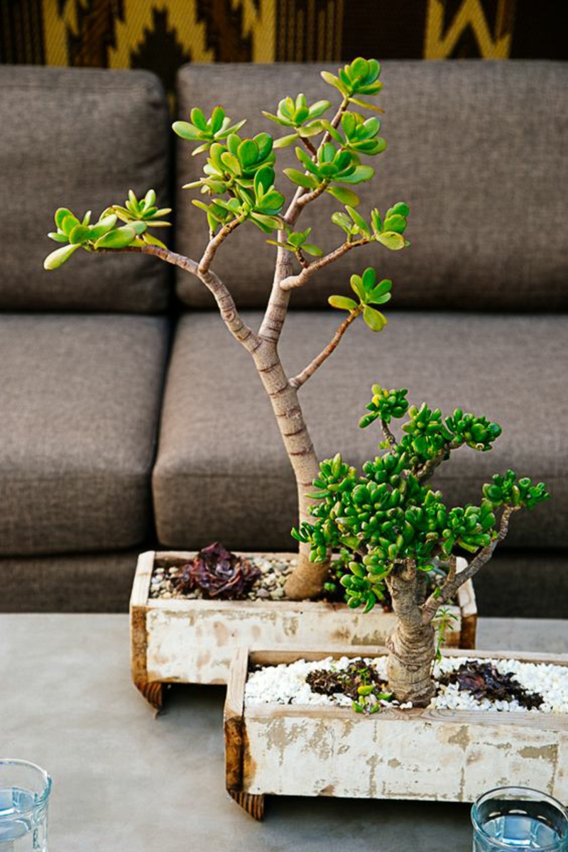 Buy bonsai tree and properly cultivate bonsai species