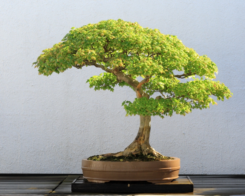 Bonsai care bonsai species bonsai trees repotting