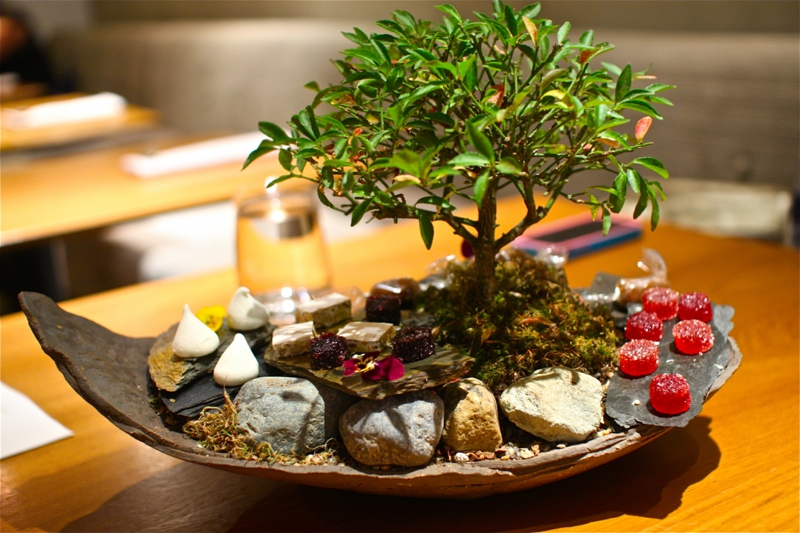 Bonsai care bonsai cutting Feng Shui indoor plants