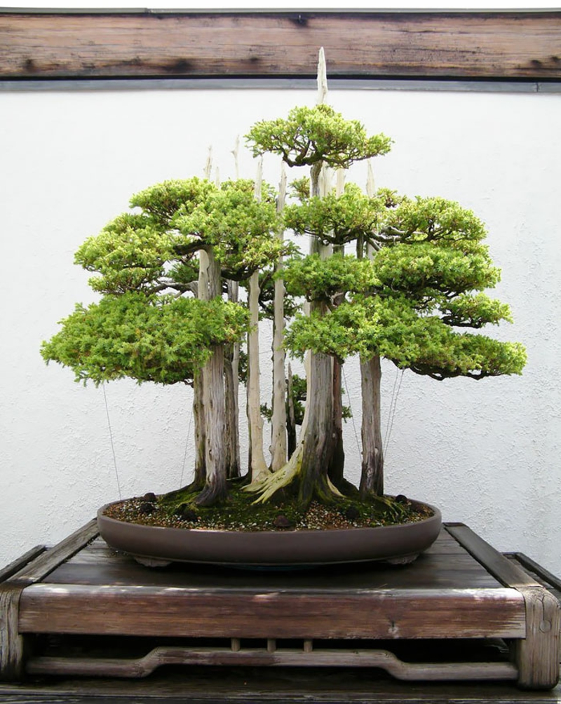 Bonsai buy and maintain bonsai species mini forest