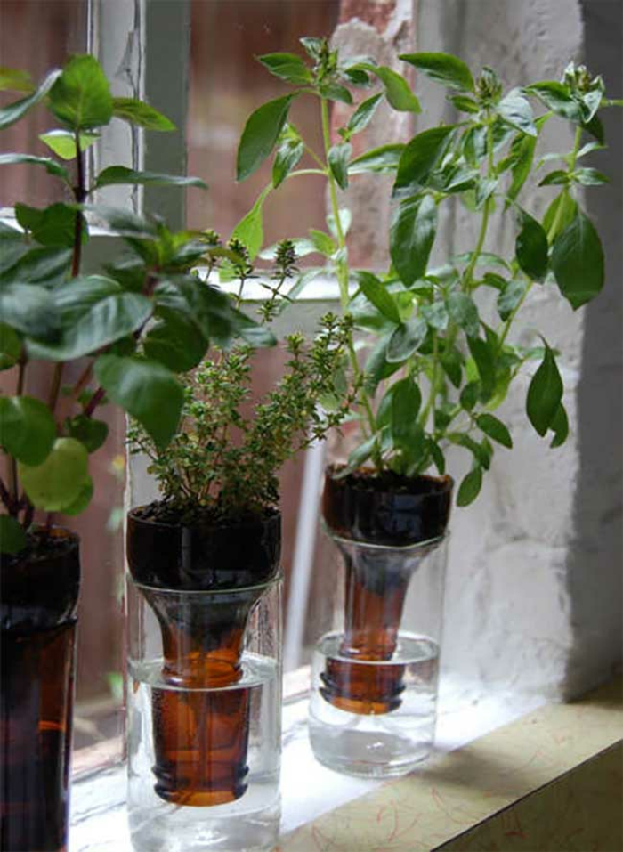 DIY-ideeën met glazen flessen, ambachtelijke ideeën, jonge planten