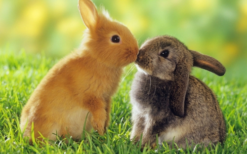 Tarina pääsiäispupun eläinten rakkaudesta