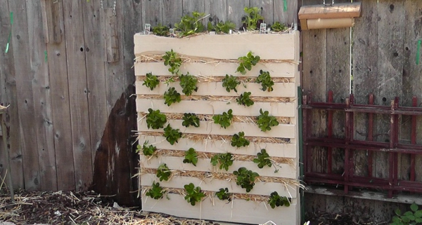 Euro pallets in the garden use eye catching