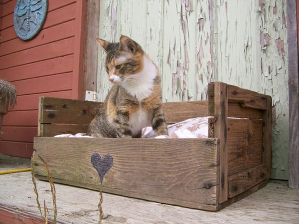 palettes en bois recycler meubles de jardin chats toilettes