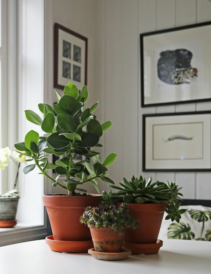 Feng Shui bilder hjemme tilbehør positiv energi innendørs planter