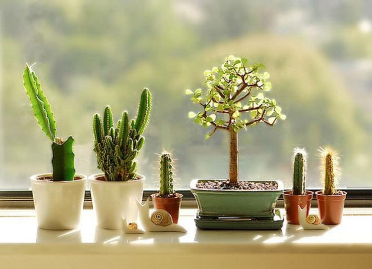 Ikkunan sisustus ideoita keittiö huonekasveja kaktukset vihreä keittiö ideoita