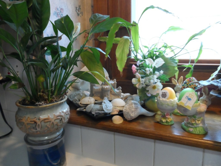 Langų dekoravimo idėjos virtuvės kambariniai augalai apvalkalu akmenys