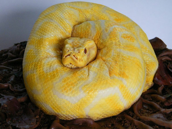 жълта глазура пити голяма пай декорация торта фигурки змия