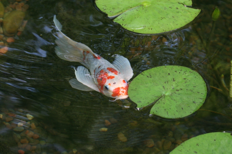 Étang de poissons inspirant jardin étang images idées de jardin étang poisson