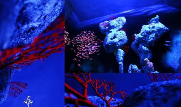 Флуоресцентен цвят под водата тъмносин