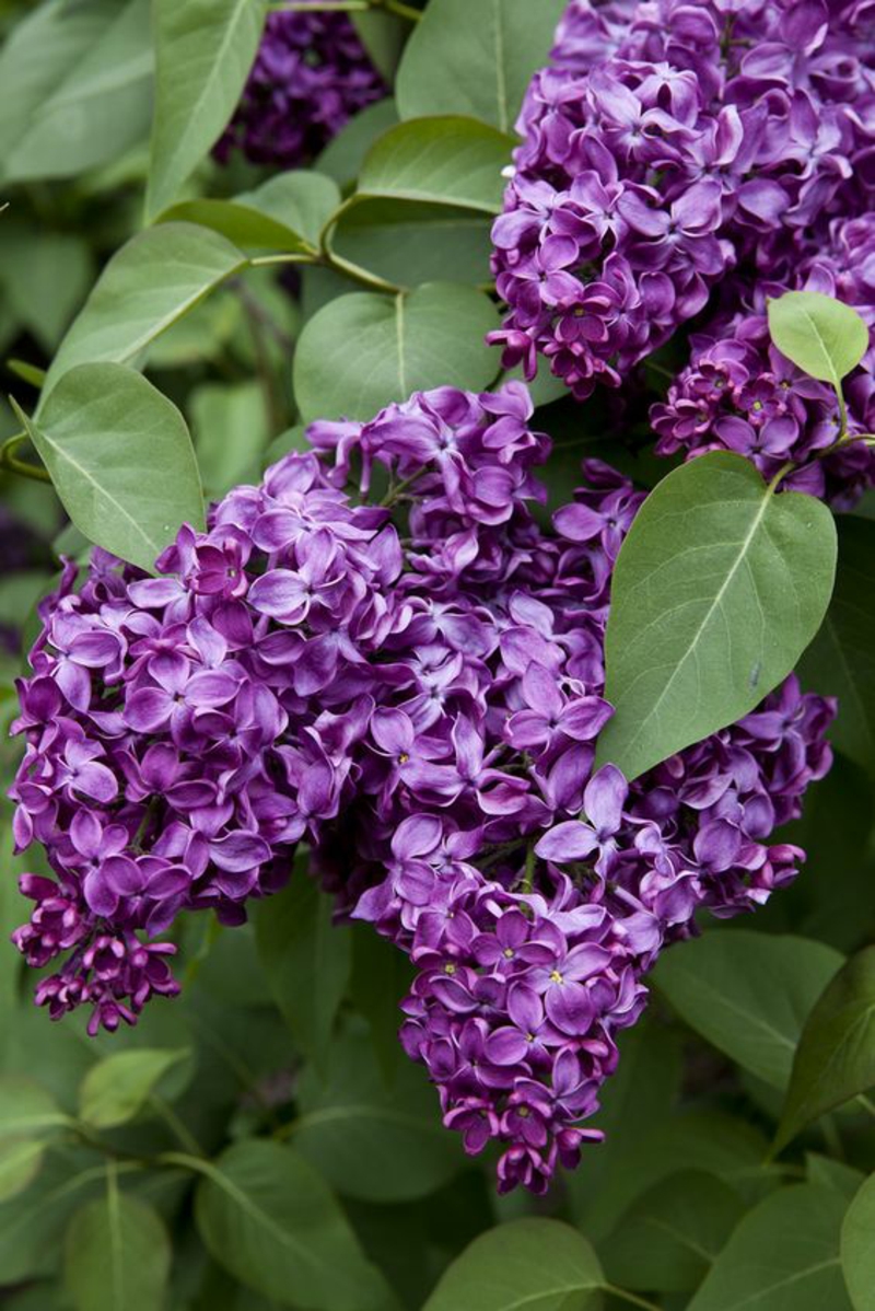 Ανοιξιάτικα λουλούδια Lilac Bush γένος Syringa