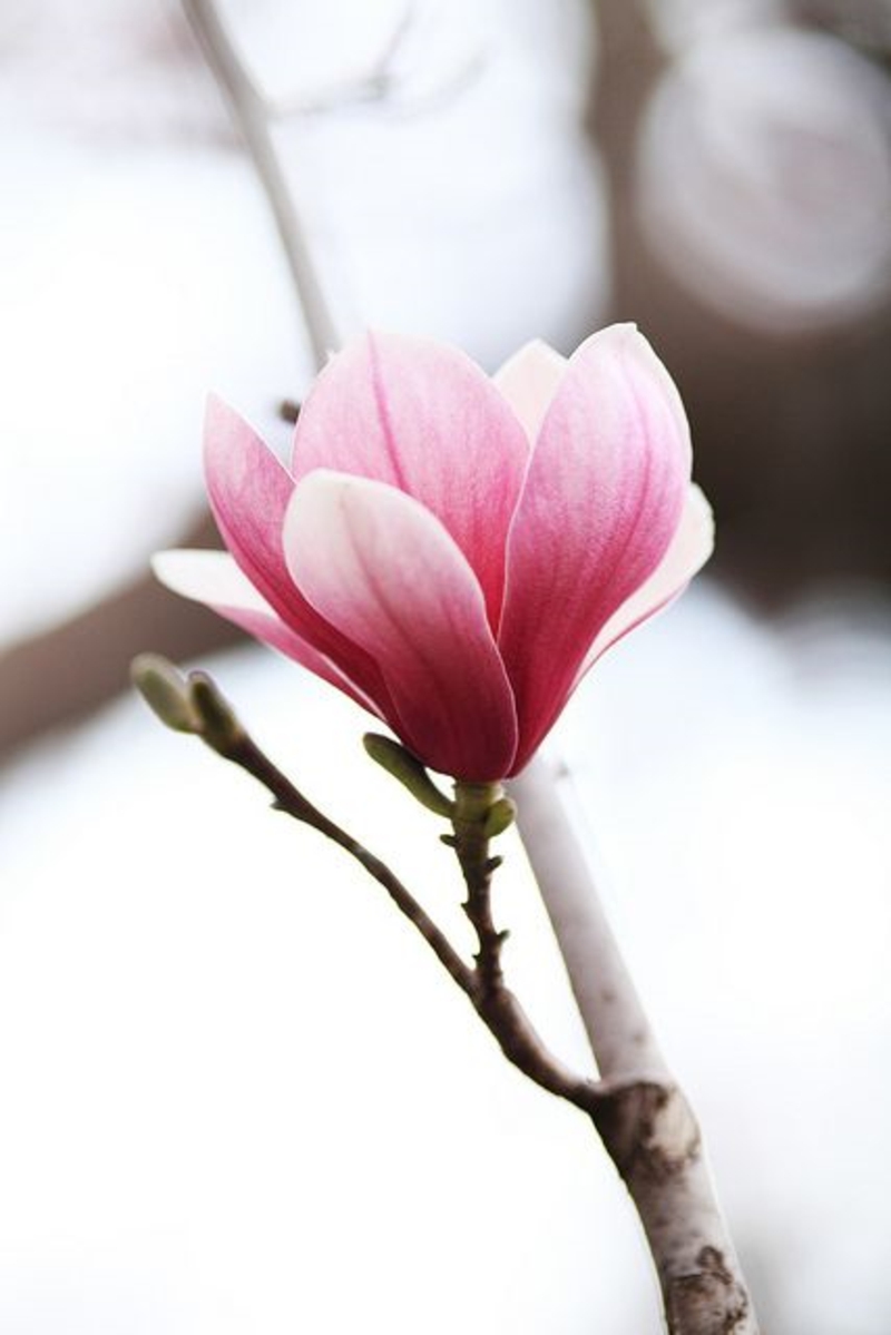 Пролетни цветя Magnolia дърво род Magnolia