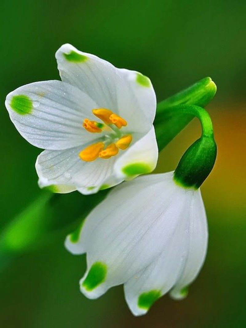 Άνοιξη κόμπος λουλούδι Leucojum vernum όμορφη εικόνα λουλουδιών άνοιξη