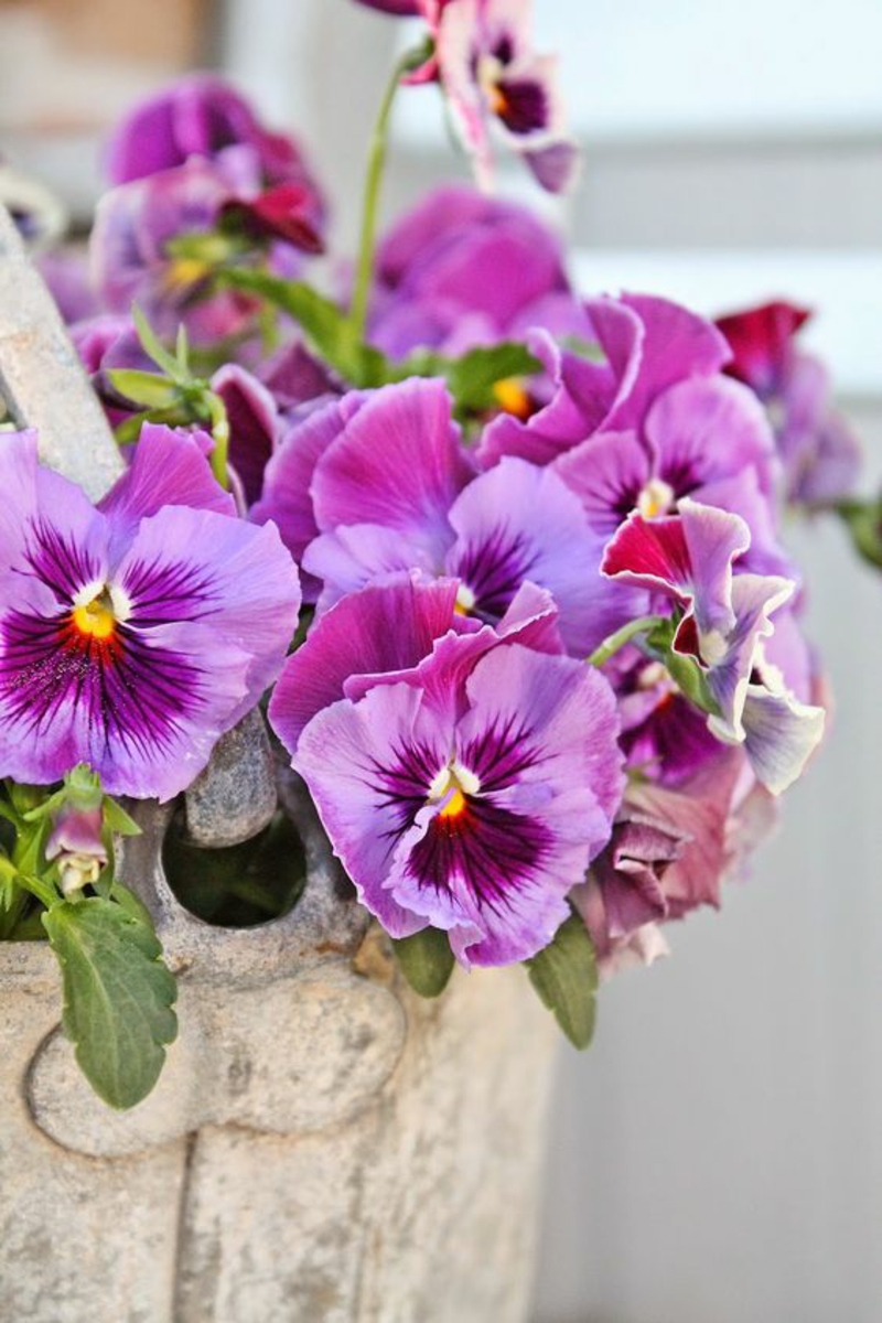 Garden Pansy Viola wittrockiana Lente bloemen foto's