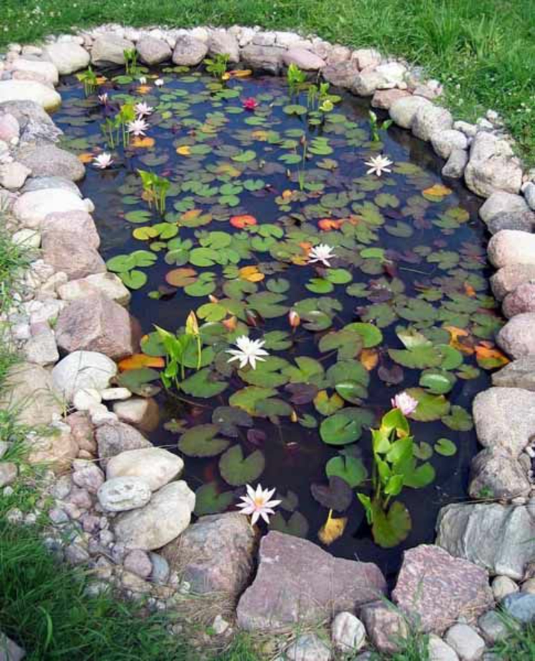 Jardin des étangs idées de conception de jardin des plantes d'eau lys