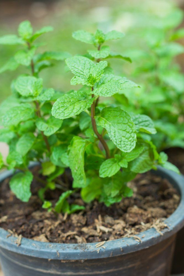 Το μπαχαρικό και το φαρμακευτικό μέντα καλλιεργούν κήπο με βότανα