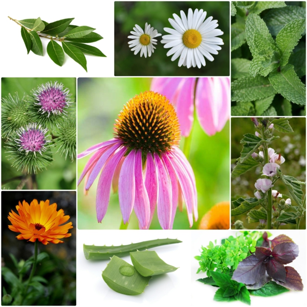 香料和药用植物药草园香料治疗植物