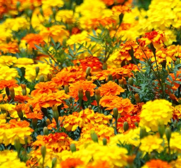 Spice φαρμακευτικά φυτά φυτικά αχλαδιά κήπων μαργαρίτες λουλούδια