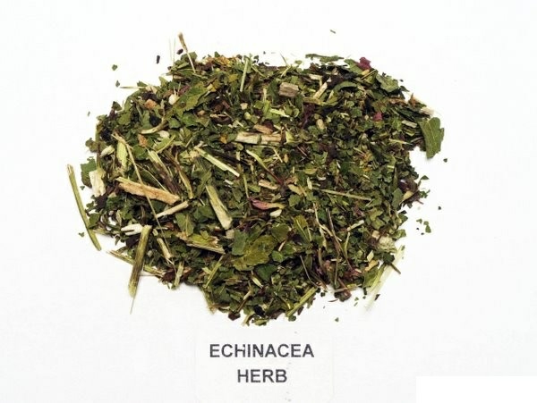 Spice φαρμακευτικά βότανα βοτανικό κήπο ήλιο καπέλο εργοστάσιο echinacea