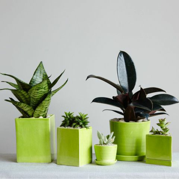 Grønne planter populære indendørs planter billeder geometriske former grøn
