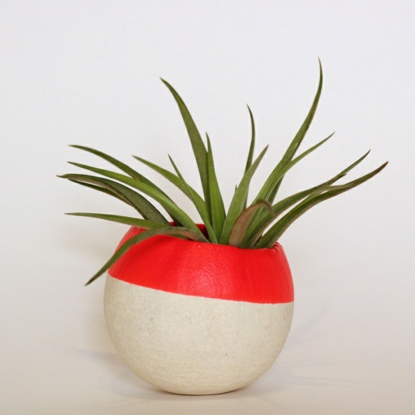Green plants drought-proof images around designer flower pot