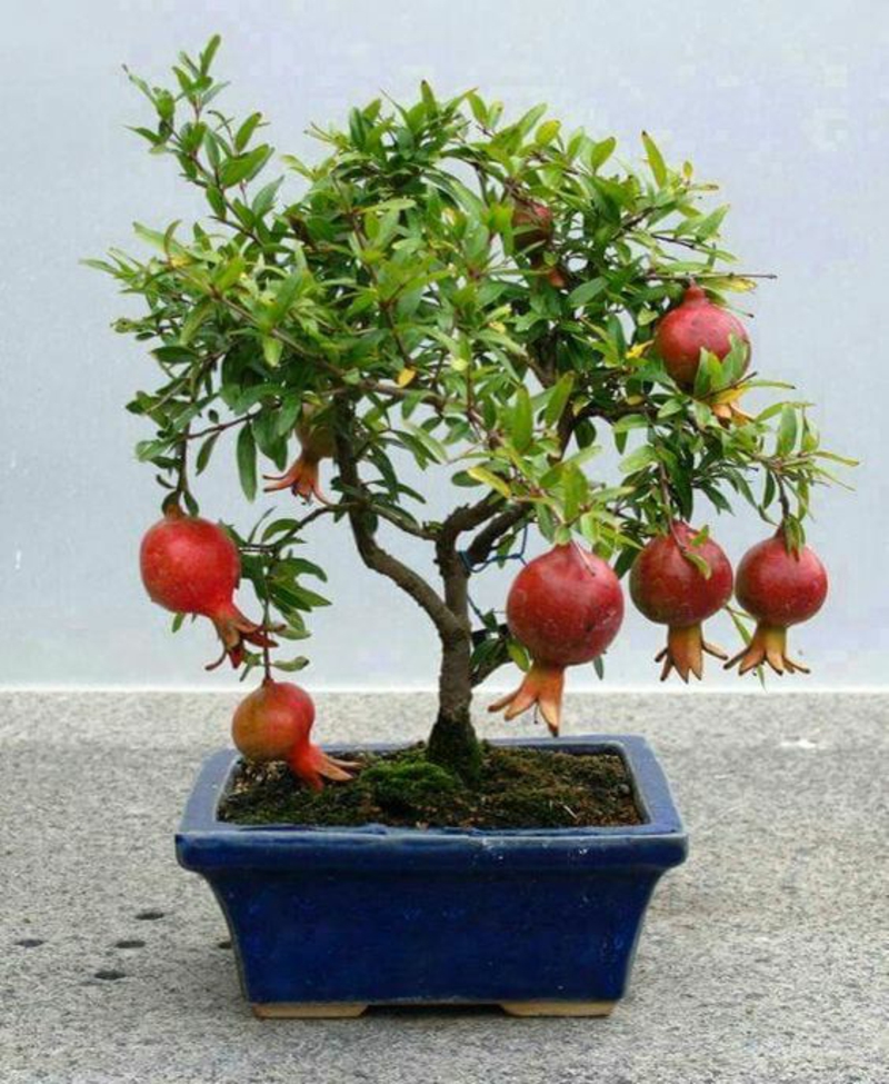 Pomegranate bonsai tree buy and maintain bonsai species