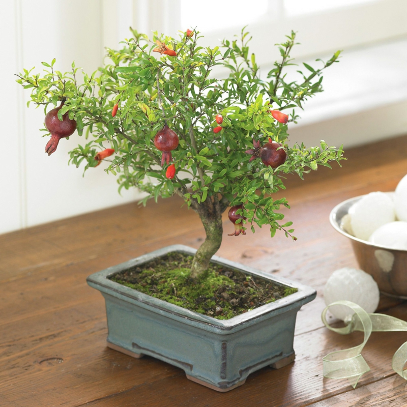 Pomegranate bonsai buy and maintain bonsai species
