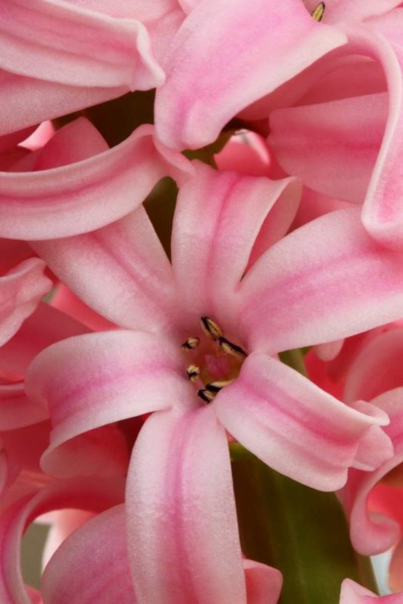 Deco ιδέες με εικόνες λουλουδιών άνοιξη ανθίζει ροζ