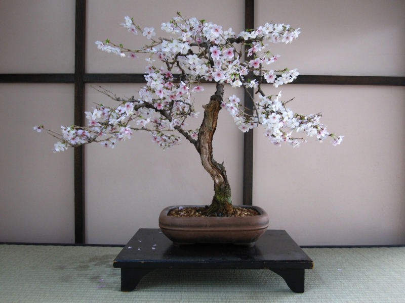 Cherries bonsai care bonsai species garden ideas