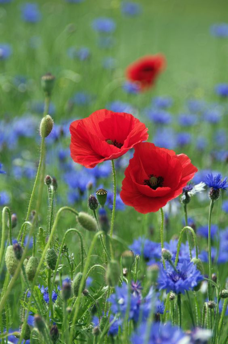 Poppy Papaver rhoeas schitterende lente bloemen foto's