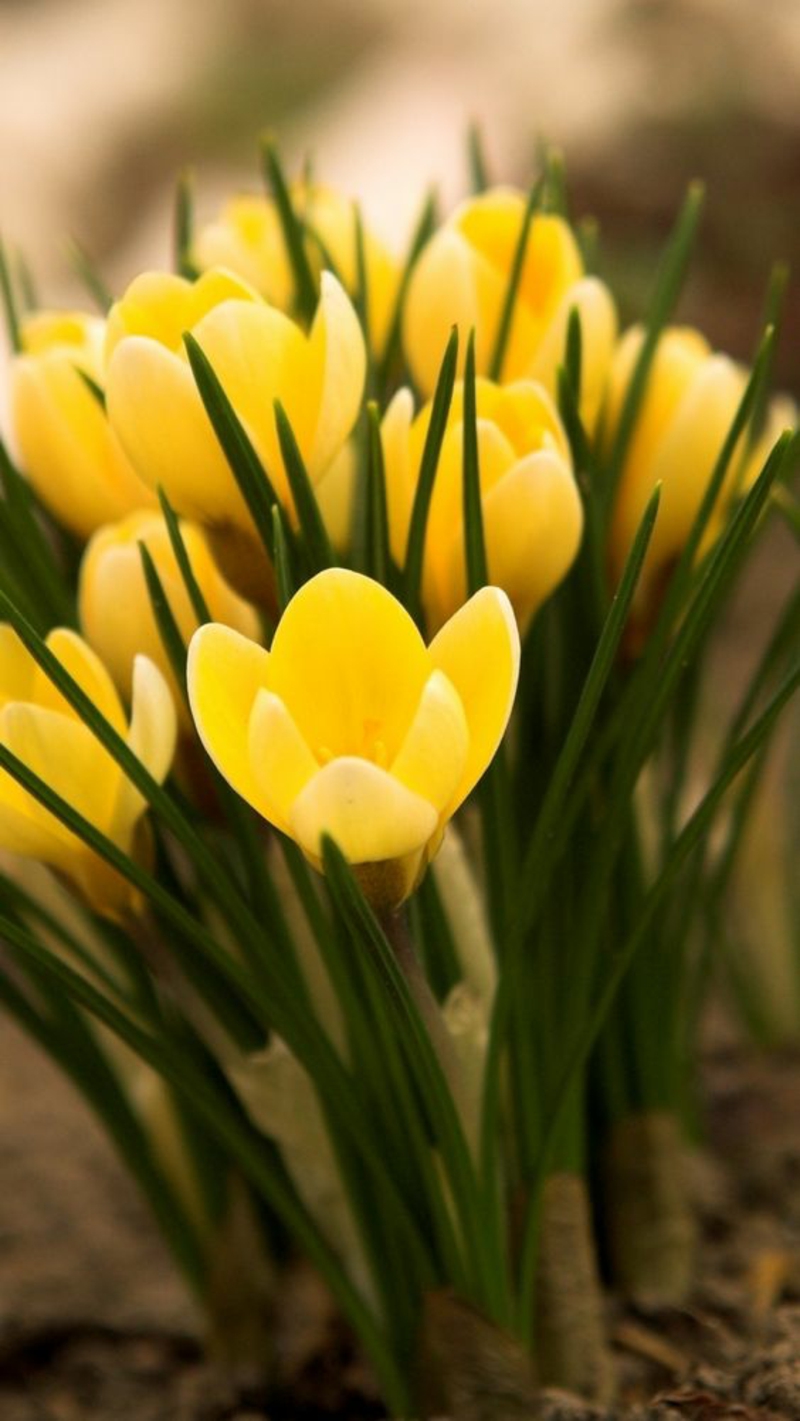 Crocus geltona Crocus graži pavasario gėlės nuotraukos
