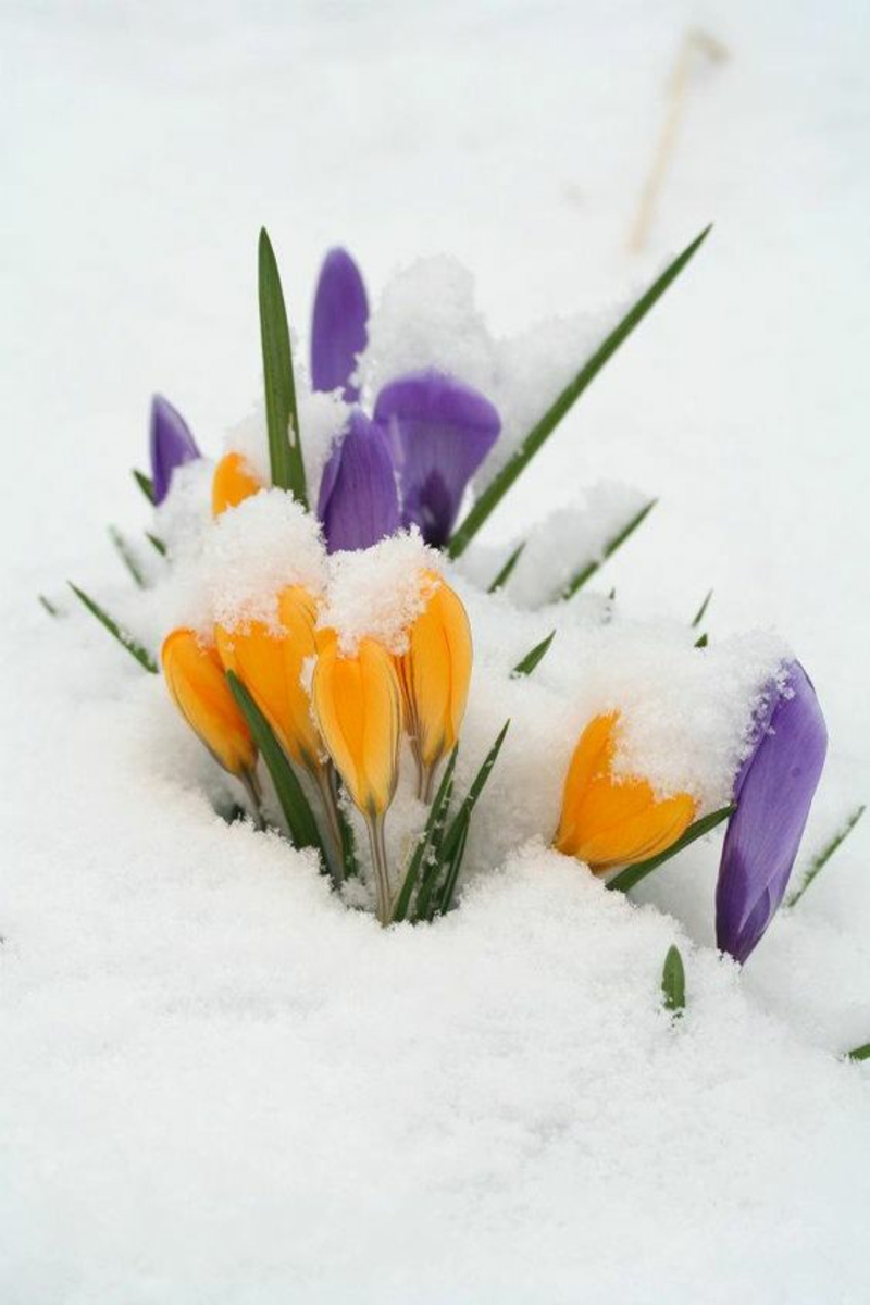 Crocus in de sneeuw Crocus prachtige lente bloemen foto's