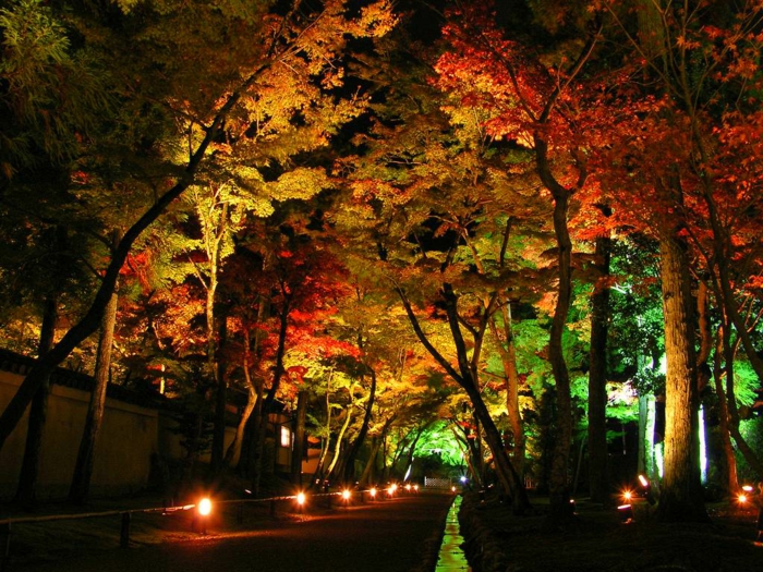 LED-verlichting zomer bomen