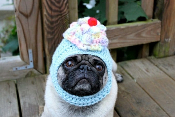 Chapeaux pour chiens chiens vêtements cupcakes