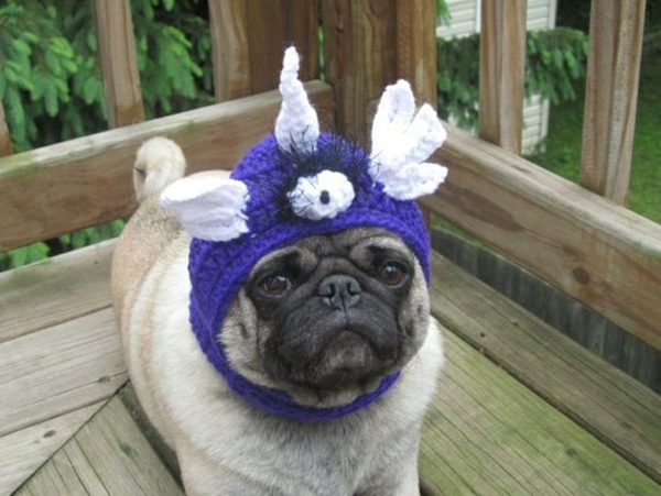 Hats for dogs dog clothes wings
