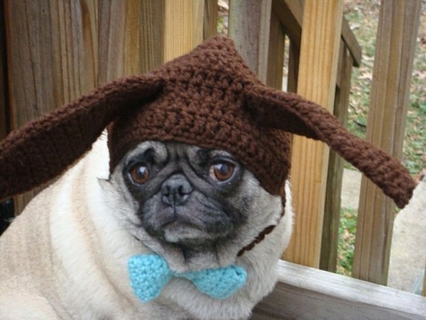 Hats for dogs. Doggie hase