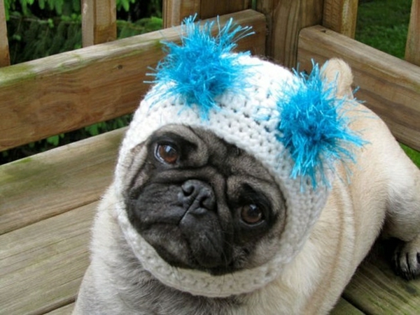 chapeaux chien vêtements drôle