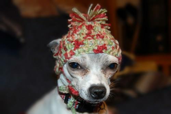 Chapeaux tricoter des chiens colorés vêtements pour animaux mal