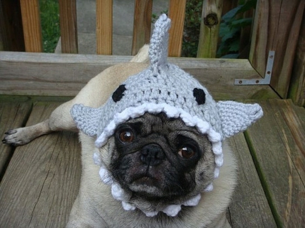 chapeaux chiens chien mode requin